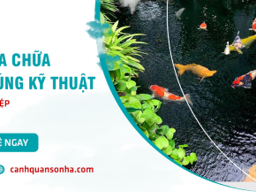 Cải tạo - sửa chữa hồ cá Koi đúng kỹ thuật tại tp HCM