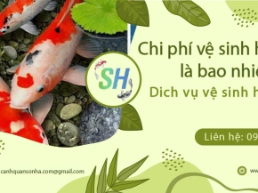 Chi phí vệ sinh hồ cá Koi là bao nhiêu? – Cập nhật bảng giá mới nhất năm 2025