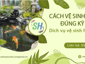 Cách vệ sinh hồ cá Koi đúng kỹ thuật – Dịch vụ vệ sinh hồ cá Koi tại nhà
