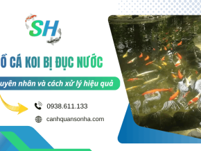 Hồ cá Koi bị đục nước, nguyên nhân và cách khắc phục hiệu quả