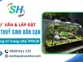 Tư vấn, lắp đặt hồ thủy sinh bán cạn trang trí trong nhà tại TPHCM