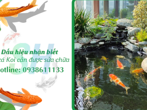 Dấu hiệu nhận biết hồ cá Koi cần được sửa chữa – Đừng để quá muộn!
