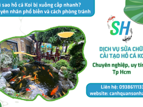 Vì sao hồ cá Koi bị xuống cấp nhanh? 5 nguyên nhân phổ biến và cách phòng tránh