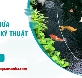 Cải tạo - sửa chữa hồ cá Koi đúng kỹ thuật tại tp HCM