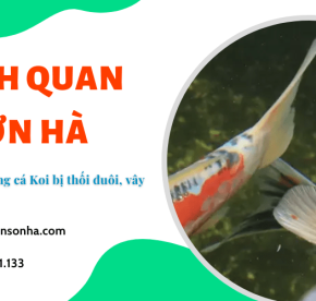 4 bước điều trị tình trạng cá Koi bị thối đuôi, thối vây