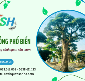 Các loại cây thường sử dụng trong thi công cảnh quan sân vườn
