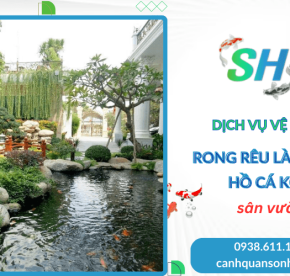 Dịch vụ vệ sinh rong rêu làm sạch hồ cá Koi sân vườn