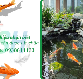 Dấu hiệu nhận biết hồ cá Koi cần được sửa chữa – Đừng để quá muộn!