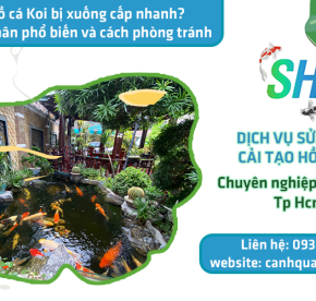 Vì sao hồ cá Koi bị xuống cấp nhanh? 5 nguyên nhân phổ biến và cách phòng tránh