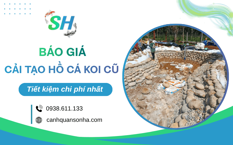 cải tạo hồ cá Koi cũ