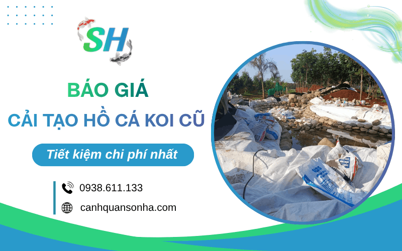 cải tạo hồ cá Koi cũ