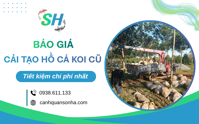 cải tạo hồ cá Koi cũ