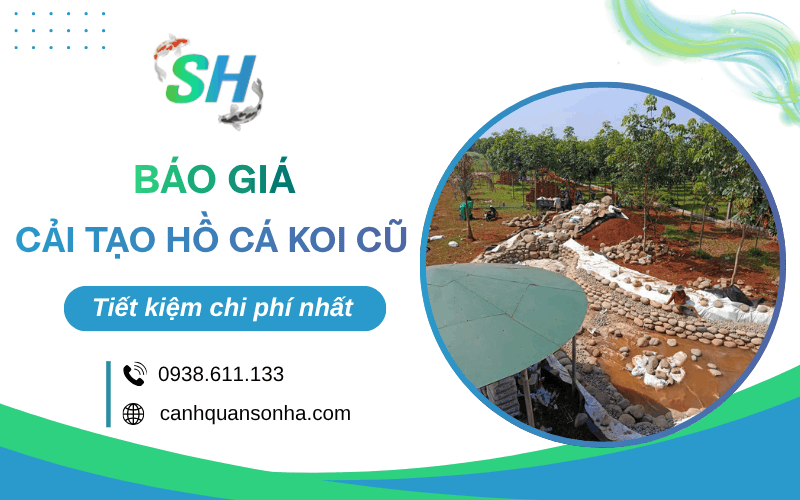 cải tạo hồ cá Koi cũ