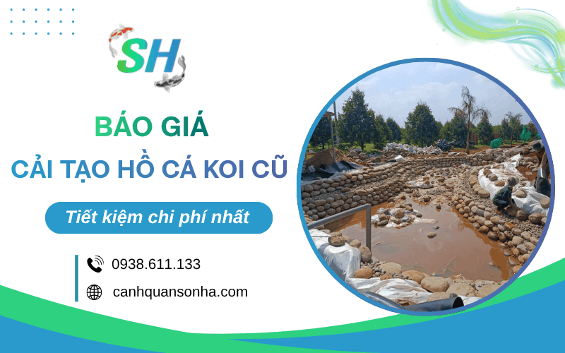 cải tạo hồ cá Koi cũ