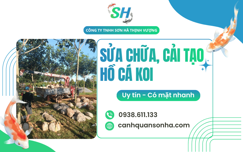 cải tạo hồ cá Koi