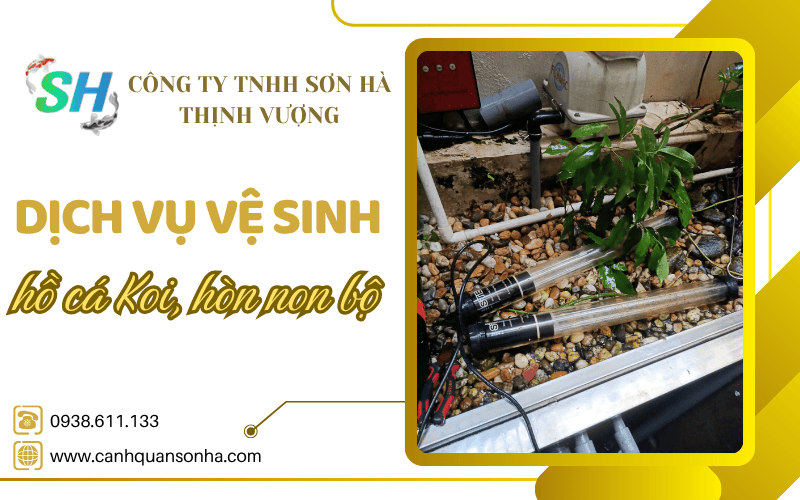dịch vụ vệ sinh hồ cá Koi