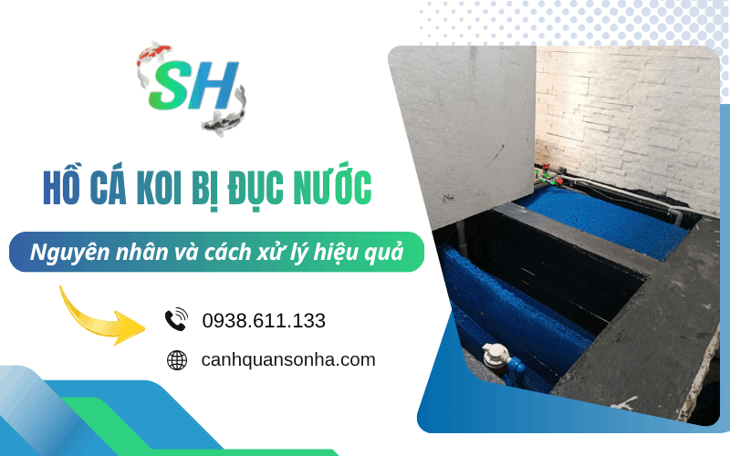 hồ cá Koi bị đục nước
