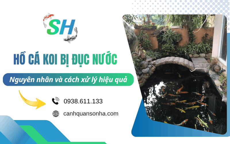 hồ cá Koi bị đục nước