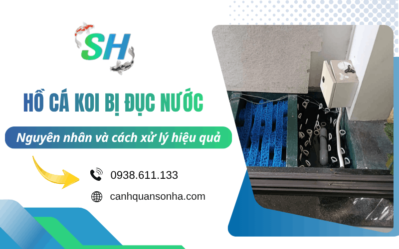 hồ cá Koi bị đục nước