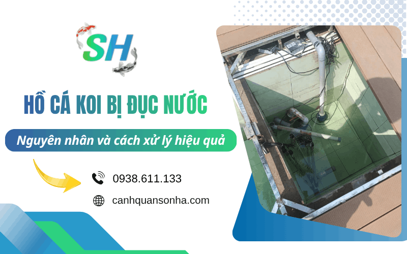 hồ cá Koi bị đục nước