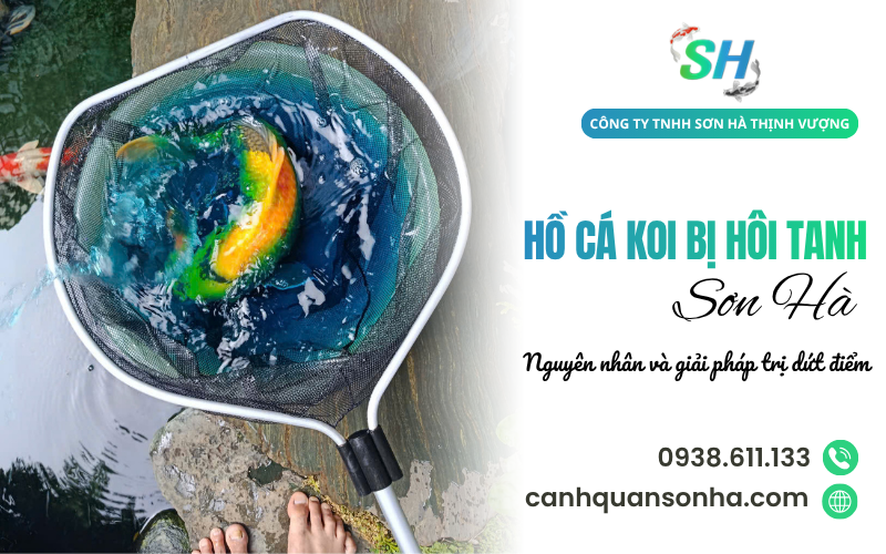 hồ cá Koi bị hôi tanh