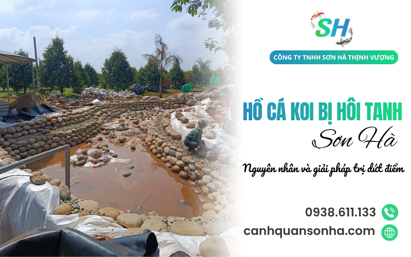 hồ cá Koi bị hôi tanh