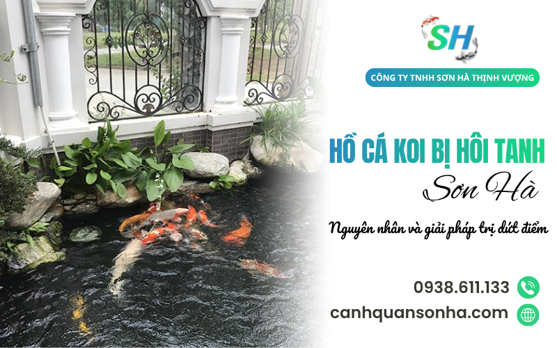 hồ cá Koi bị hôi tanh