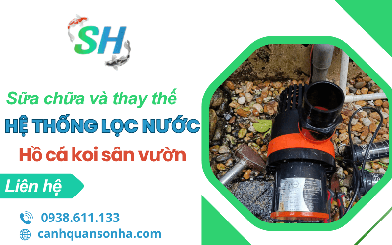 sửa chữa và thay thế hệ thống lọc nước hồ cá Koi