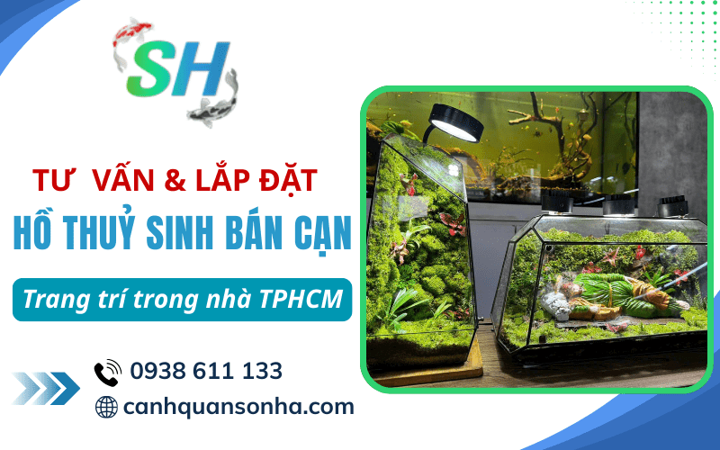 lắp đặt hồ thuỷ sinh bán cạn